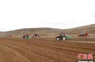 青藏高原“黑珍珠”远赴渤海之滨