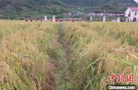 浙江建德：1.8米高“巨型稻”迎丰收