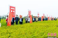 广东全力创建国家级丝苗米产业集群