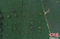 贵州：“石旮旯”长出“摇钱树” “绿叶子”变“金叶子”