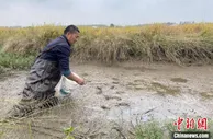 湖南大通湖稻蟹共生迎“双收” 生态套种价更高