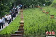 甘肃陇南育山区中蜂基地 冀科技赋能擦亮“甜蜜品牌”