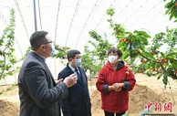 大连：创新贷款方式精准解决樱桃种植户资金难题