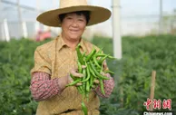 安徽：诗意乡村激发乡村振兴新动能