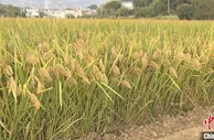 浙江一水稻新品种促粮食丰收 最高单产905.06公斤/亩