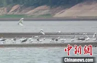 湖南湘乡湿地保护显成效 珍稀鸟类来“做客”