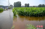国家统计局：全年粮食丰收有较好基础