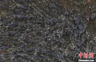 青海省全面评估青海湖流域水生态环境质量