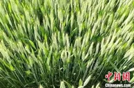 天津178万亩小麦 预计亩均单产可达407.3公斤