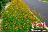 专家把脉浙江乡村运营 为可持续发展献策