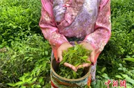 【石榴花开 籽籽同心】林芝市波密县易贡茶场：茶叶中的致富路