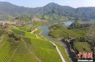 最是一年春好处 浙江武义茶农忙采“清明茶”