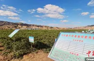 甘肃定西建马铃薯绿色基地 “连乡成片”促现代丝路寒旱农业