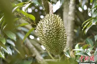海南榴莲虽遇寒潮难挡种植热情