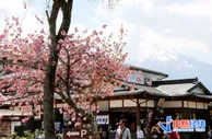 旺季变淡季！国外旅行社老板：员工回老家种榴莲去了