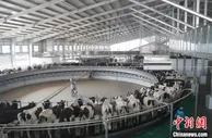 探访“黄金奶源带”：一杯牛奶背后的“云科技”