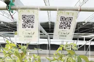 植物工厂可以“私人订制” 物联网帮农民种出好产品