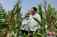 育种专家李登海玉米田里追逐高产梦