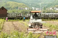 袁隆平生态水稻试验田迎来春耕忙