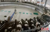 宁夏灵武：奶产业跑出“加速度”