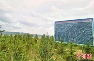 甘肃定西：东西部帮扶科学造林 纾困“年年植树年年荒”