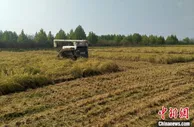 河北北戴河：绿色农作物喜获丰收走俏市场