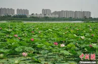 吉林白城关键一招“变出”鱼米之乡