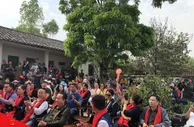 云南米地贡茶园茶王树933克鲜叶拍出23万元