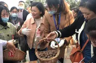 “中国碧根果之乡”10万亩碧根果喜获丰收