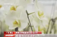 假期消费市场观察 | 两节至 年味浓 鲜花扮靓城乡生活