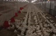11.7万只新西兰种鸡雏入境黑龙江 可产商品鸡5.9亿只