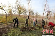 植树造林持续　 “美丽兵团”可期