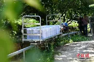 “梅”好诏安“长寿果” 声名远播销海外