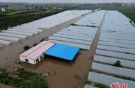 农业农村部派专家组赴河南河北指导灾后农业生产恢复