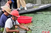 浙江台州：海涂盐碱地种活淡水水生蔬菜