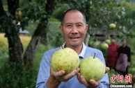 “梨”共富更近一步 浙江云和“新雪梨经”夯实产业基础