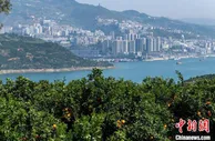 通讯：三峡库区腹地崛起百里生态经济长廊
