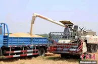 山东5985万亩小麦开镰收割 夏粮有望再获丰收