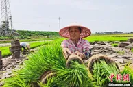 安徽铜陵：一粒“种子”绘出乡村振兴蓝图