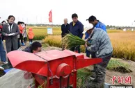 青岛举行海水稻收割测评会  品种最高亩产达779.1公斤