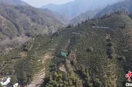 安徽黄山：茶叶品质有提升 “小小绿叶”变致富“金叶子”