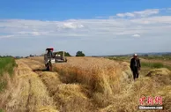 两部门：完善粮食质量安全监测平台功能和检验监测体系