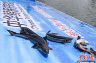 3000余尾中华鲟长江鲟放流长江