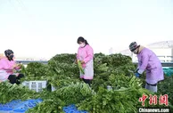兰州高新区专责服务队进驻“疫”线：保障蔬菜“绿色”通万家