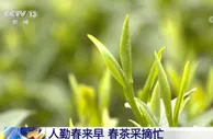 人勤春来早 春茶采摘忙
