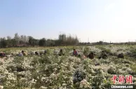 河北平乡：小菊花开出农民致富增收大产业