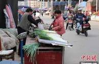 探访山东章丘大葱种植基地：“向钱葱”重出江湖