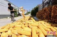 山东秋粮收购进展顺利 现已收购新玉米53.2亿斤