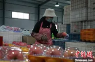 “中国苹果之乡”的脱贫“秘钥”