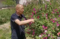 兰州永登开启“玫瑰再造”计划 种植地“苦水”要打翻身仗